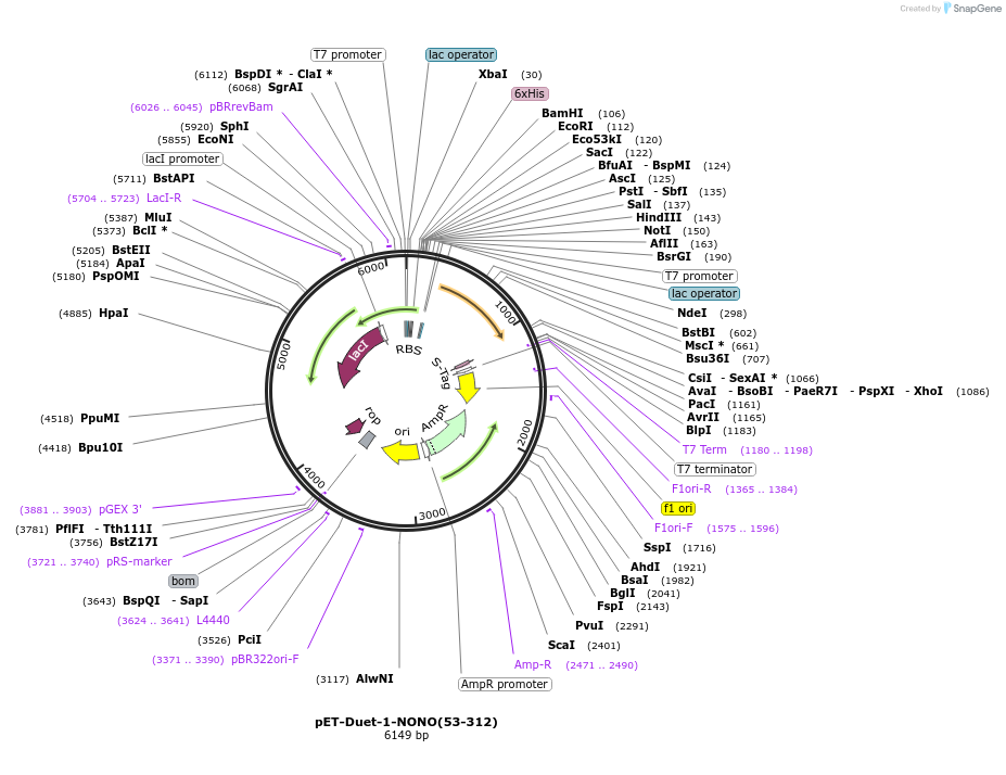 135442-plasmid-map-sequence-id-271590