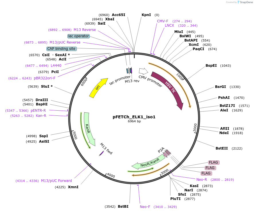 135737-plasmid-map-sequence-id-271686