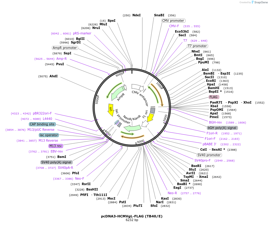 136449-plasmid-map-sequence-id-271692