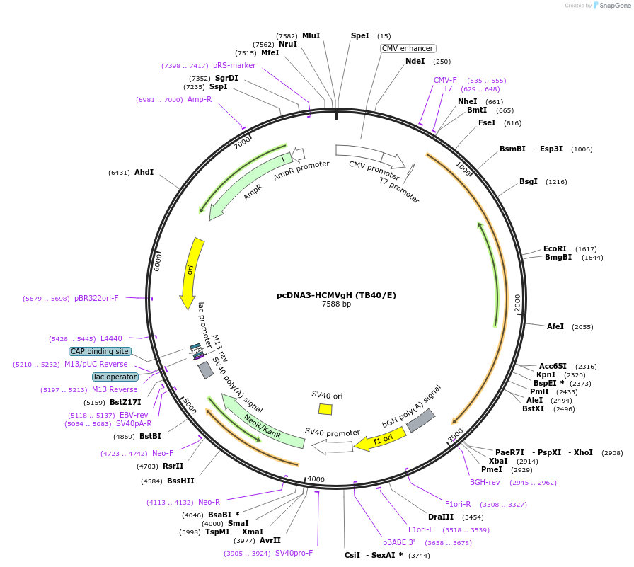 136446-plasmid-map-sequence-id-271694