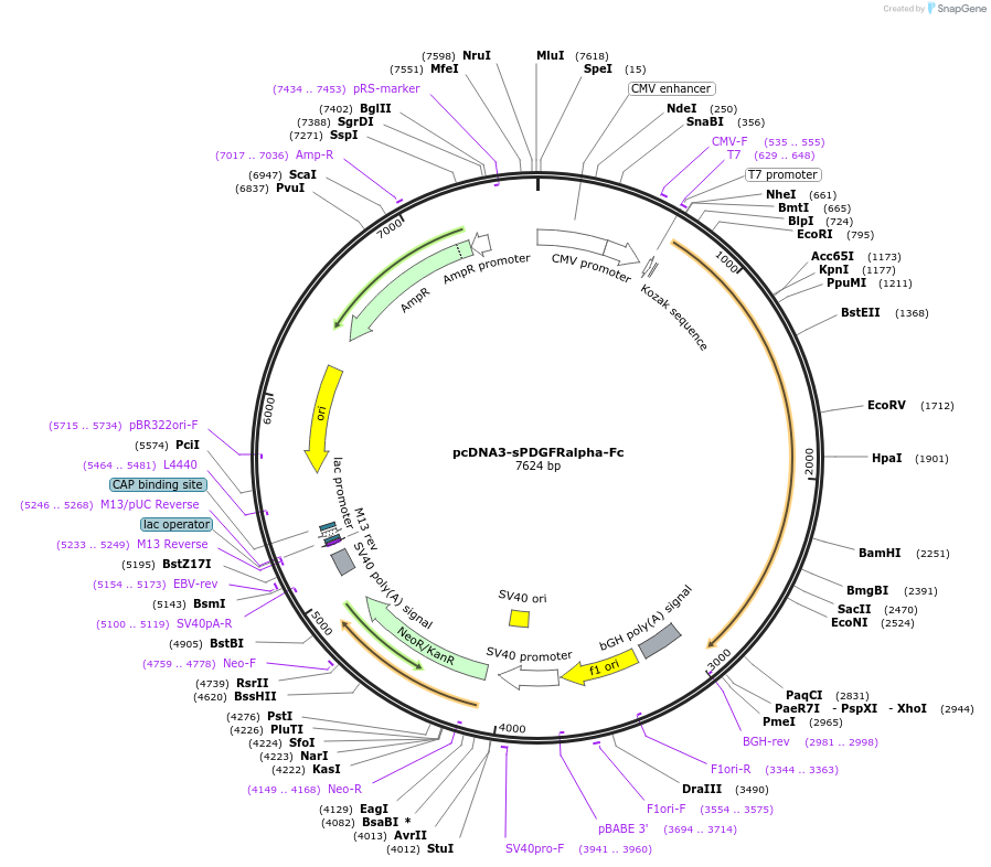 136438-plasmid-map-sequence-id-271697