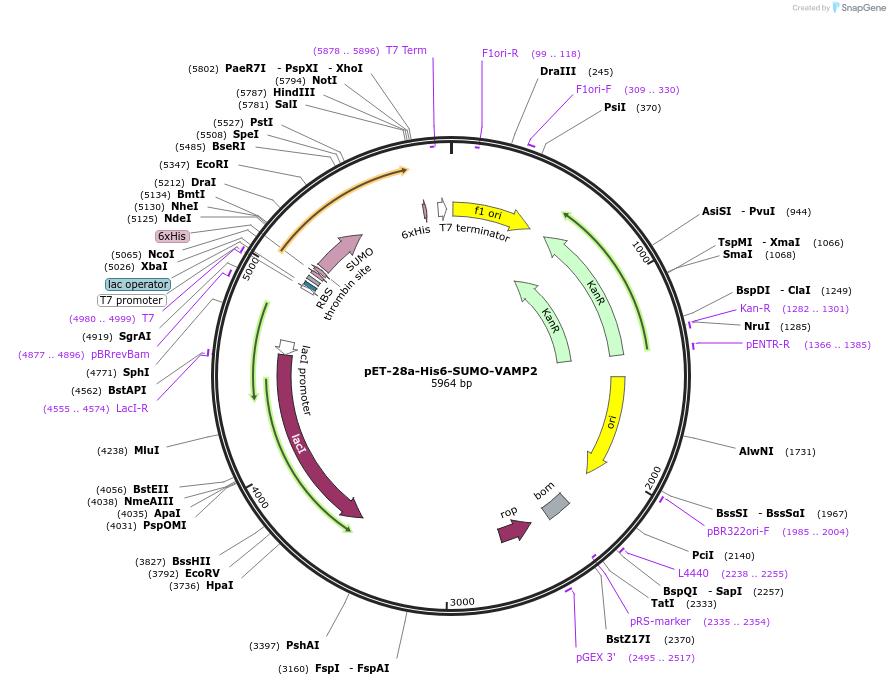 135551-plasmid-map-sequence-id-271701