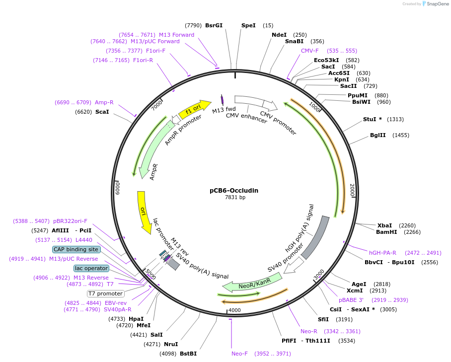 136637-plasmid-map-sequence-id-271716