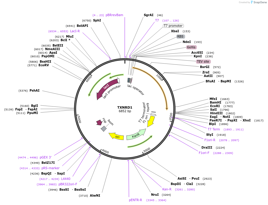 38863-plasmid-map-sequence-id-271719