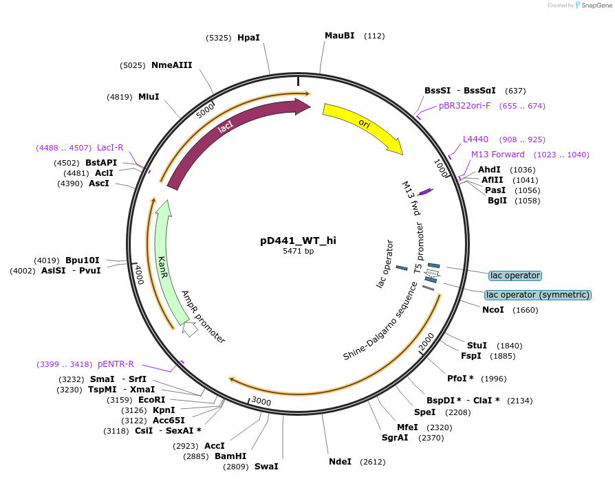 128857-plasmid-map-sequence-id-271722