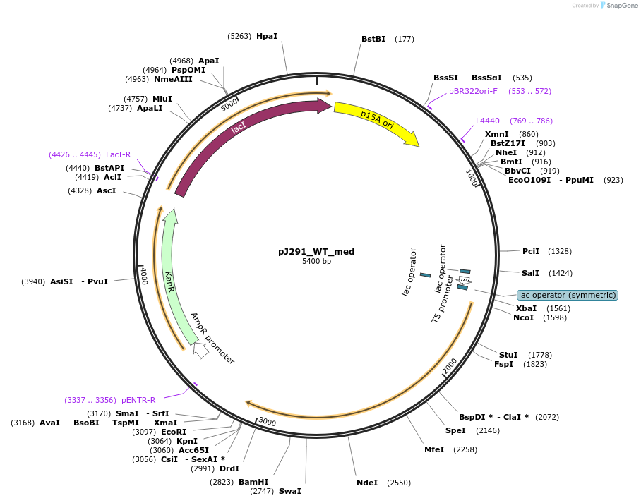 128856-plasmid-map-sequence-id-271723