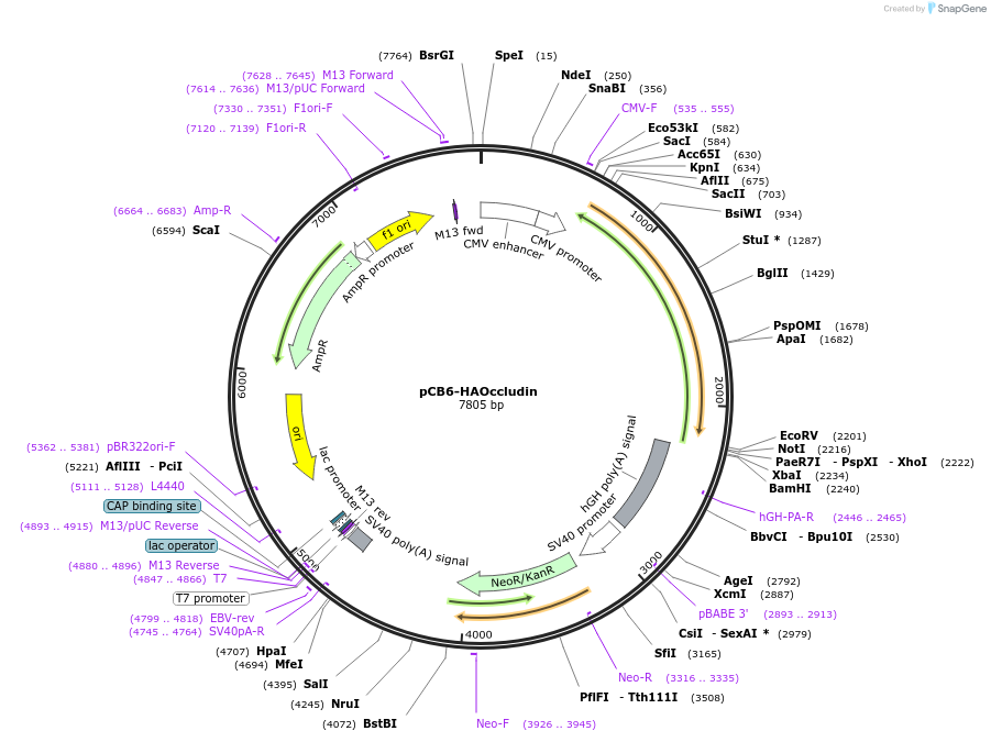 136638-plasmid-map-sequence-id-271724