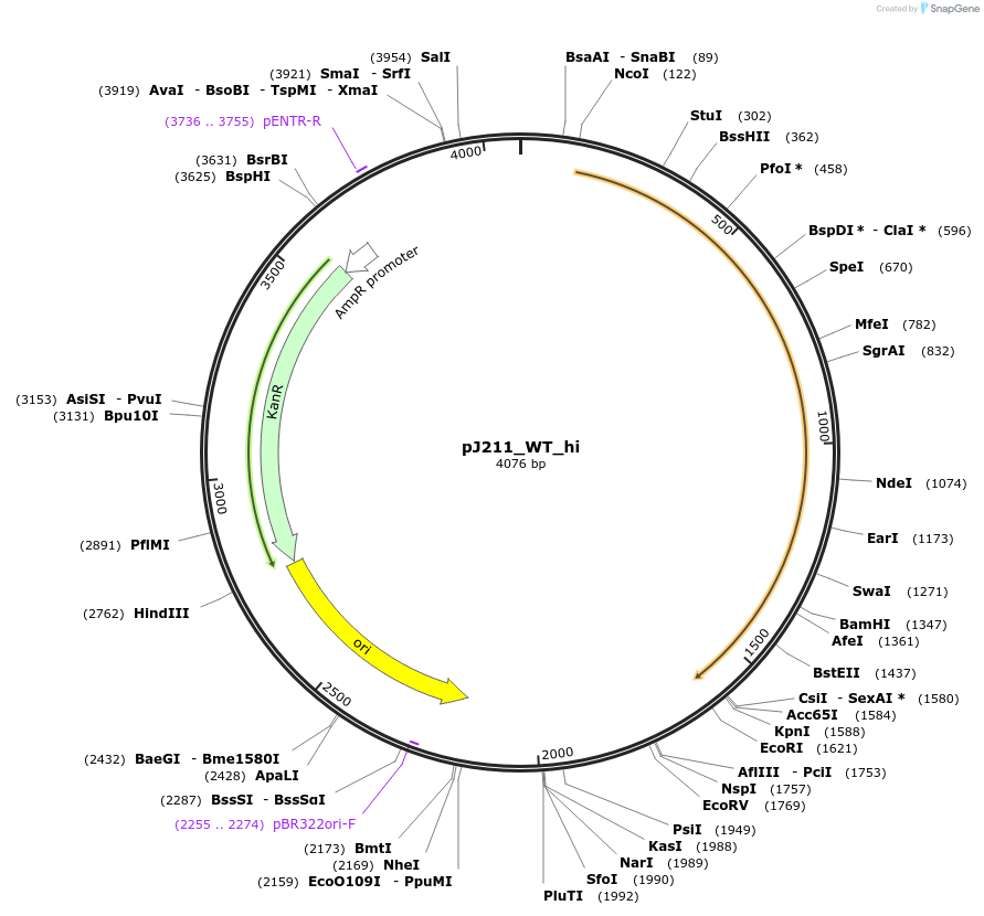 128850-plasmid-map-sequence-id-271726