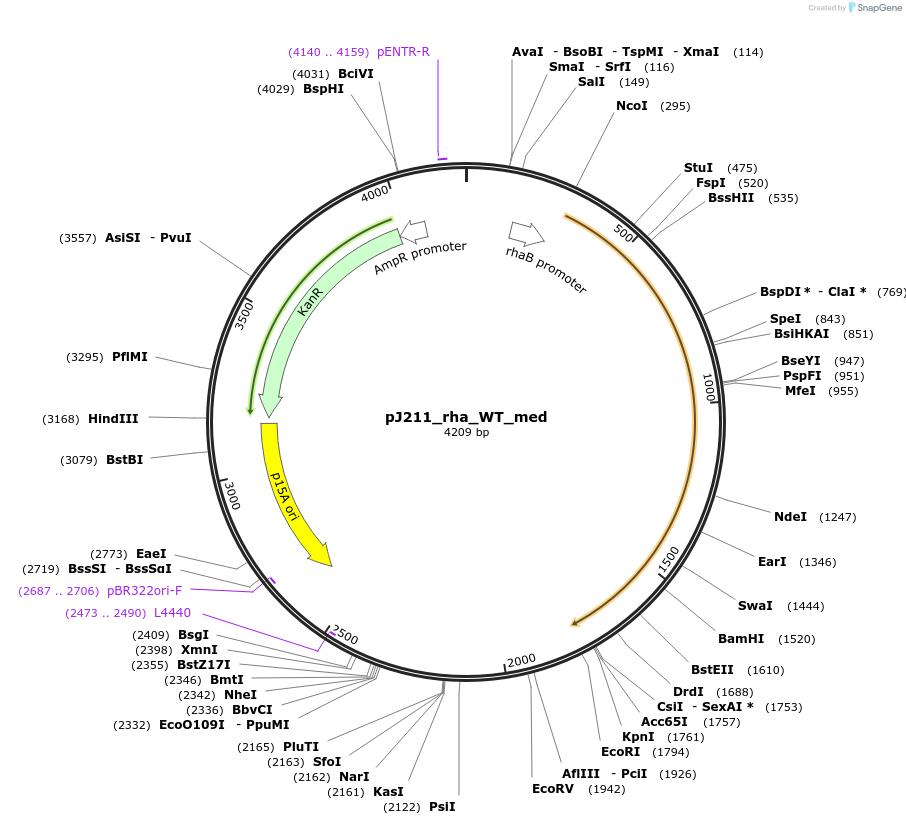 128852-plasmid-map-sequence-id-271728