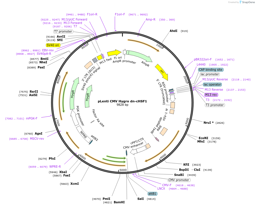 134732-plasmid-map-sequence-id-271729