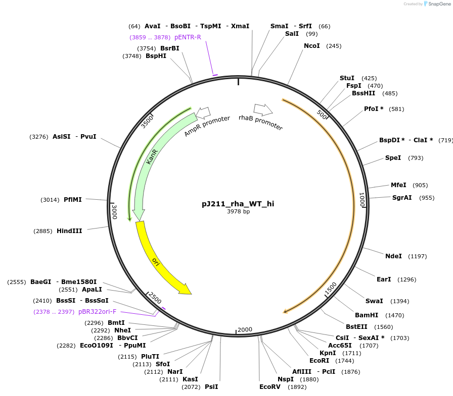 128853-plasmid-map-sequence-id-271730
