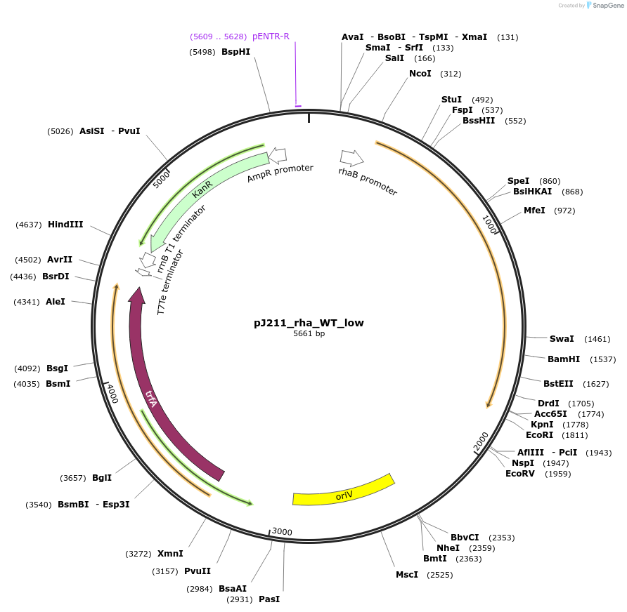 128851-plasmid-map-sequence-id-271732