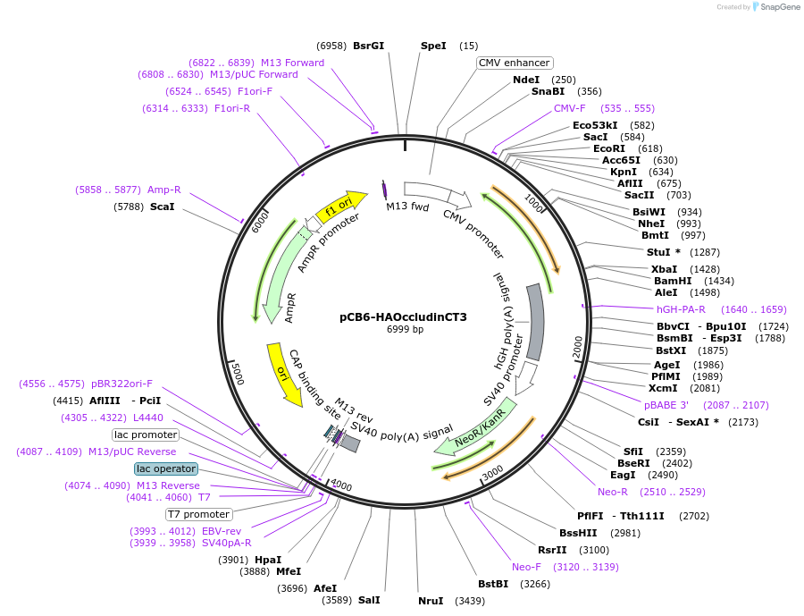 136640-plasmid-map-sequence-id-271736