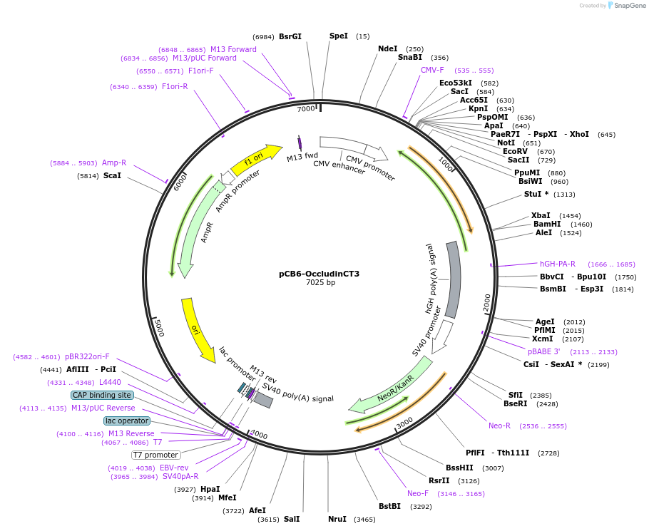 136639-plasmid-map-sequence-id-271738