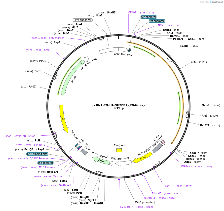 136645-plasmid-map-sequence-id-271748