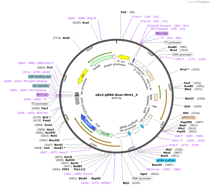 136413-plasmid-map-sequence-id-271751
