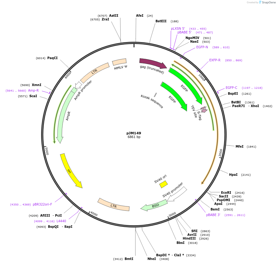 134168-plasmid-map-sequence-id-271754
