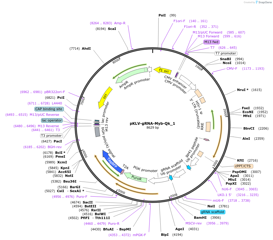 136415-plasmid-map-sequence-id-271755