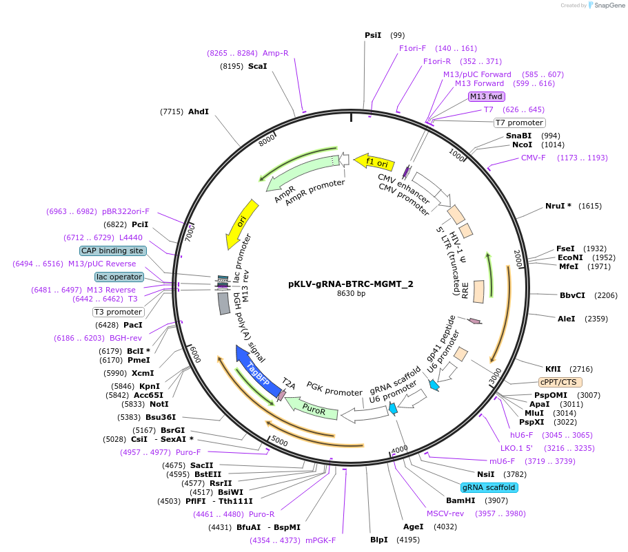 136416-plasmid-map-sequence-id-271757