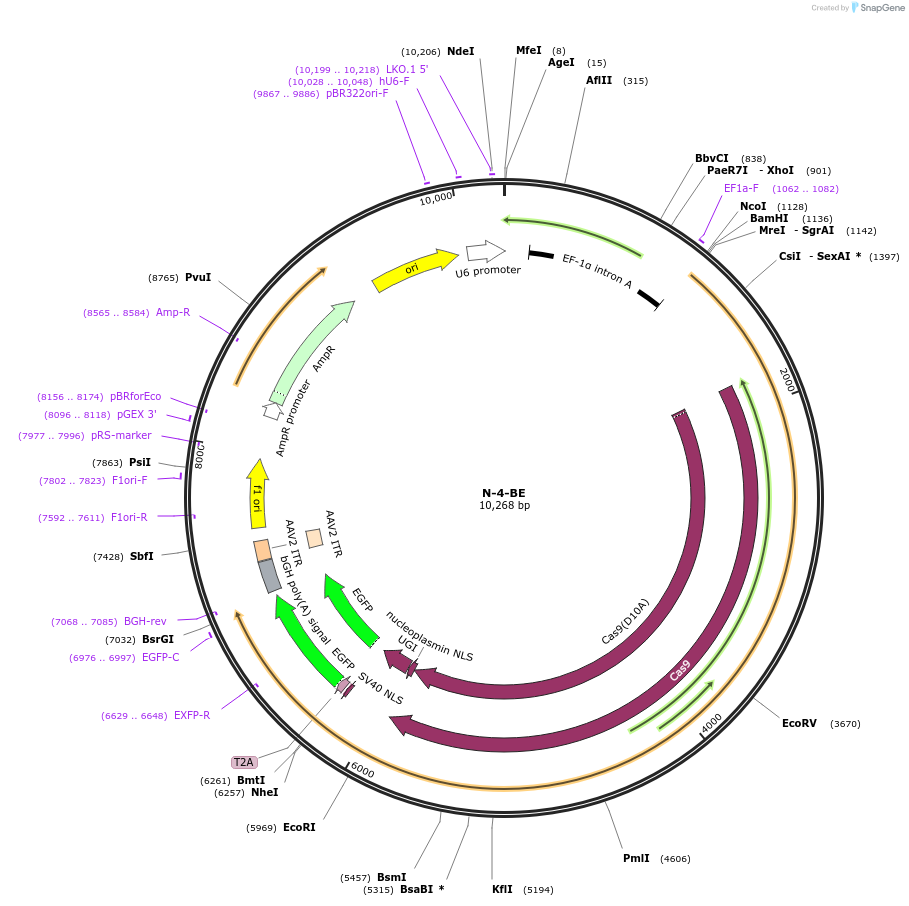 135019-plasmid-map-sequence-id-271790
