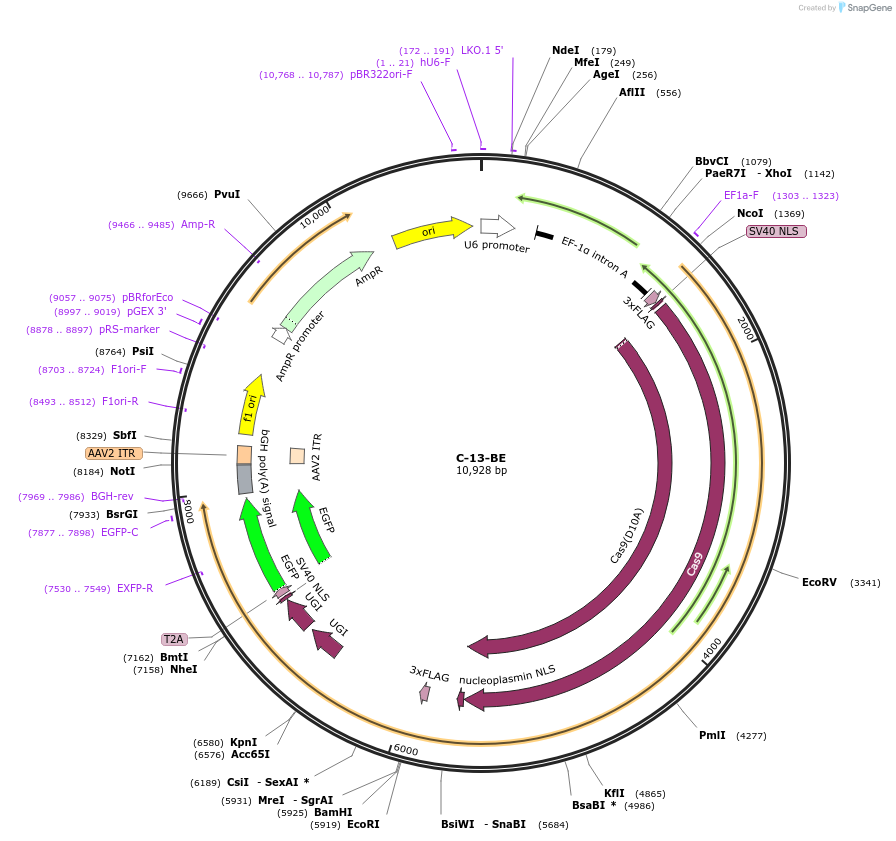 135041-plasmid-map-sequence-id-271793