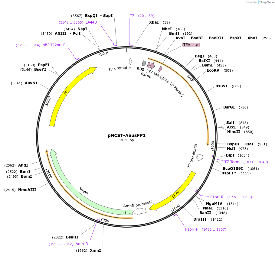 129499-plasmid-map-sequence-id-271795