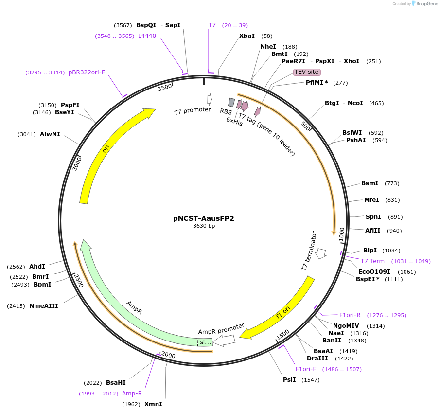 129500-plasmid-map-sequence-id-271800