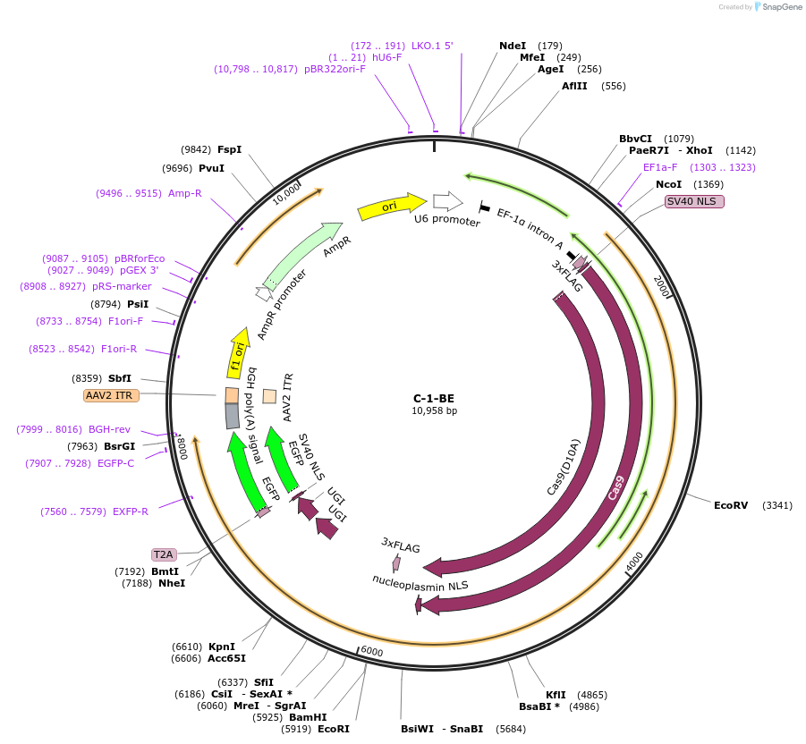 135029-plasmid-map-sequence-id-271812