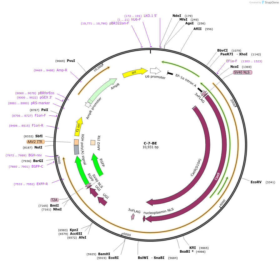 135035-plasmid-map-sequence-id-271813
