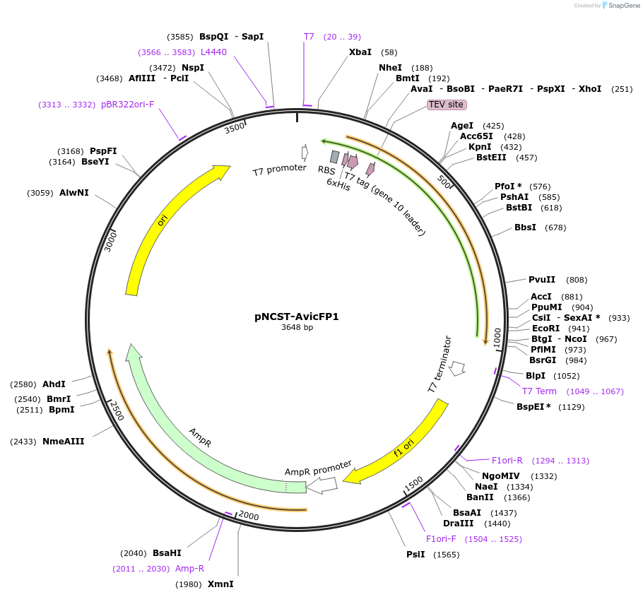 129504-plasmid-map-sequence-id-271814