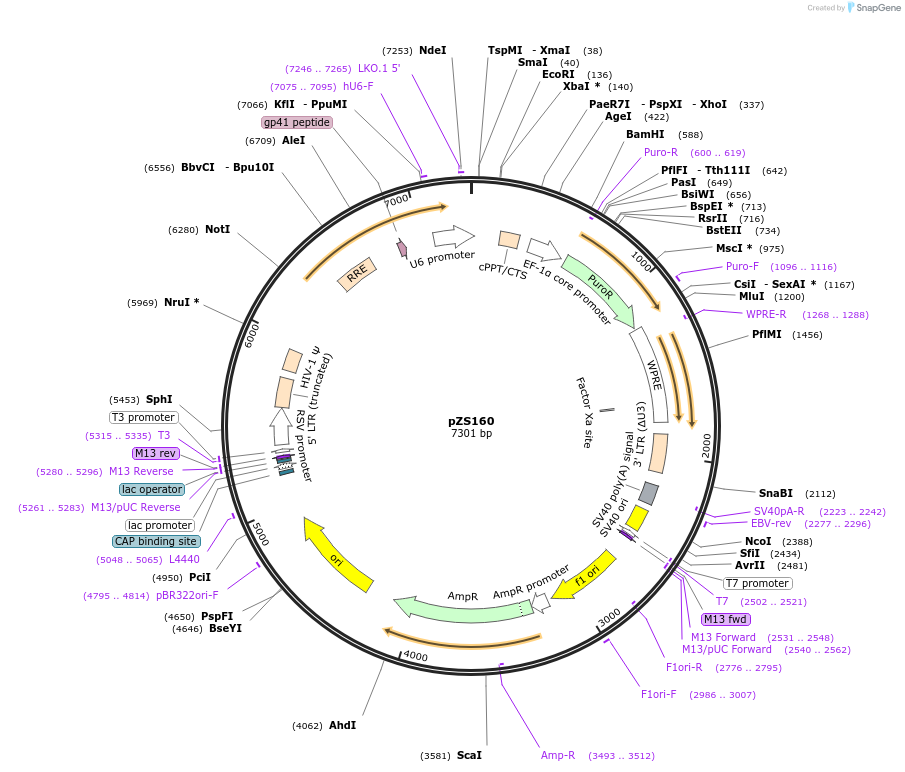 134238-plasmid-map-sequence-id-271840