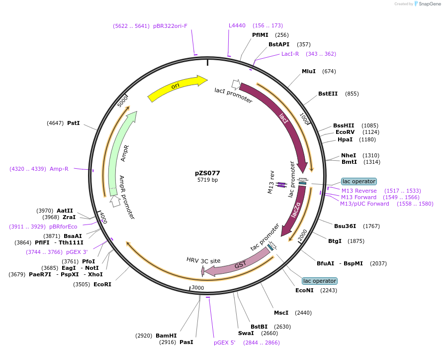 134235-plasmid-map-sequence-id-271842