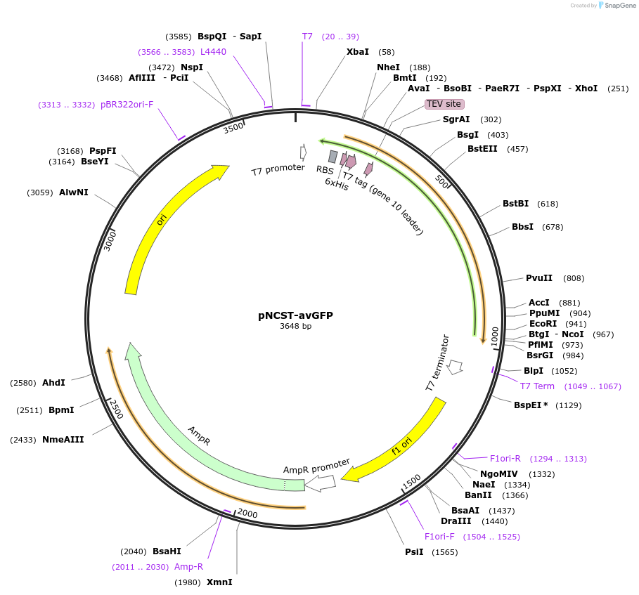 129508-plasmid-map-sequence-id-271860