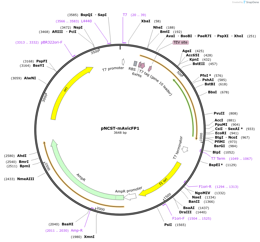 129509-plasmid-map-sequence-id-271861