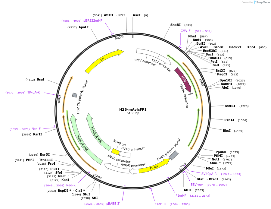 129511-plasmid-map-sequence-id-271863