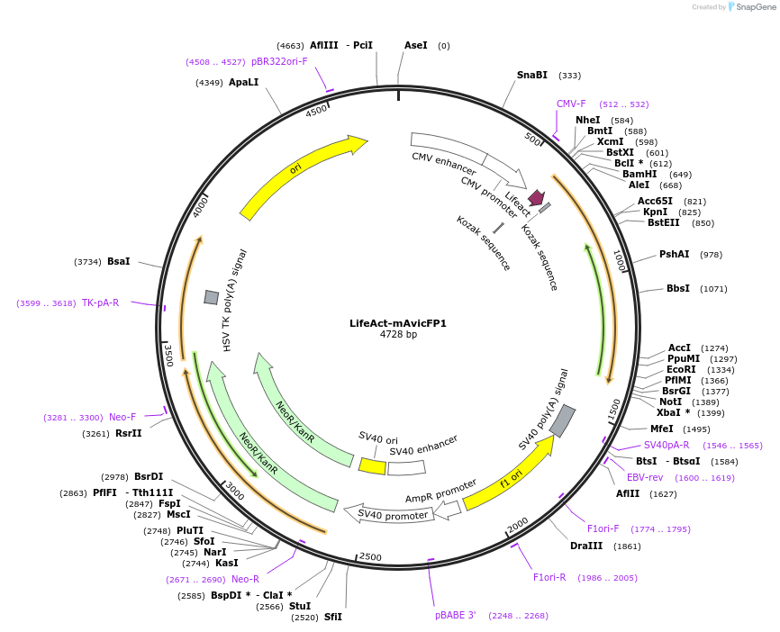 129512-plasmid-map-sequence-id-271864