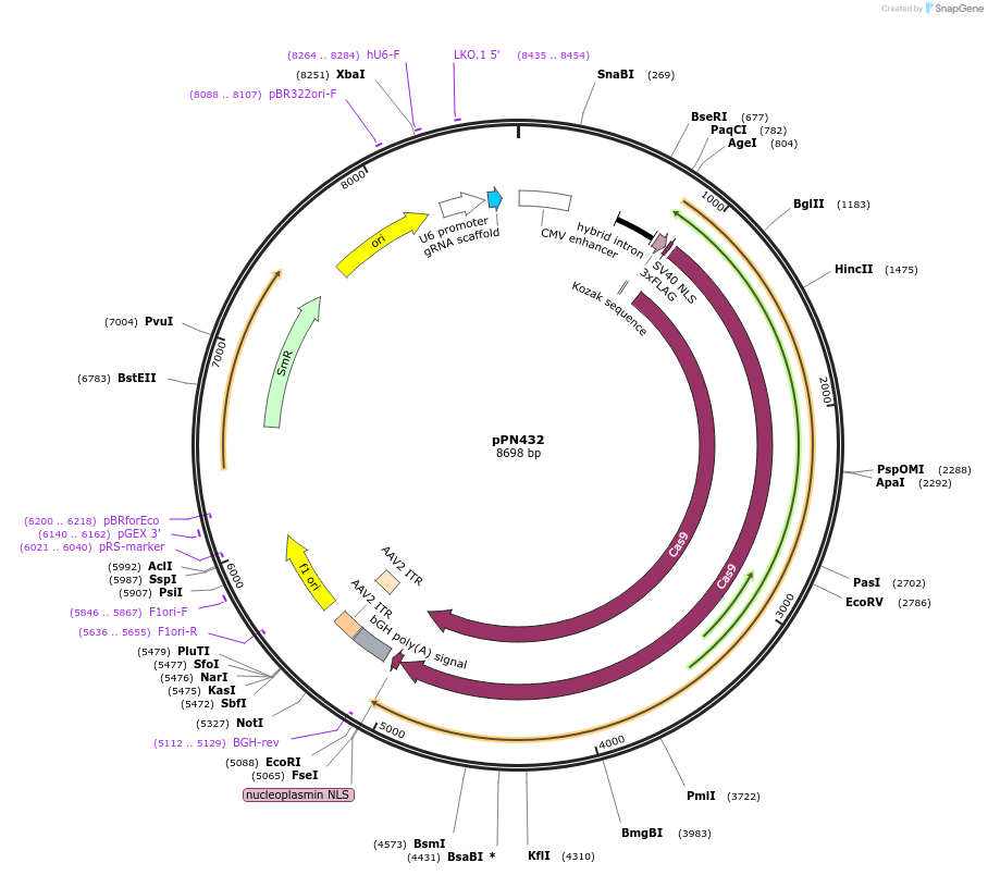 137870-plasmid-map-sequence-id-271868