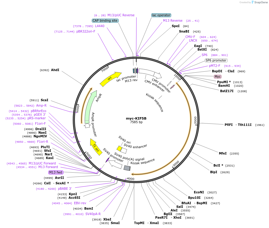 127617-plasmid-map-sequence-id-271902