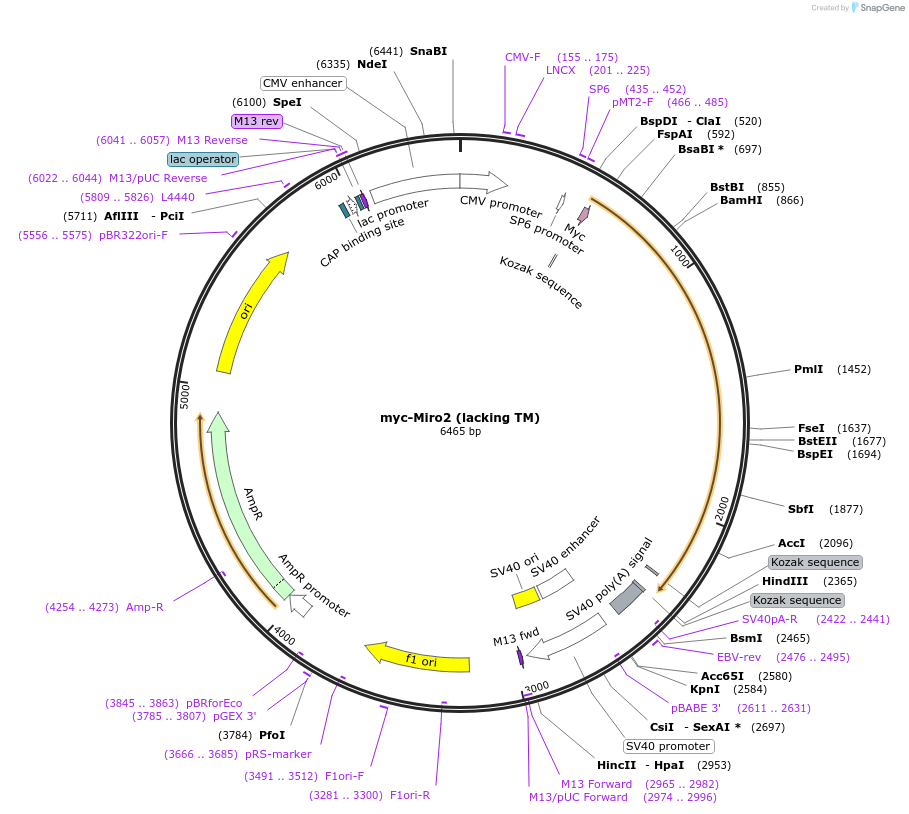 127614-plasmid-map-sequence-id-271903