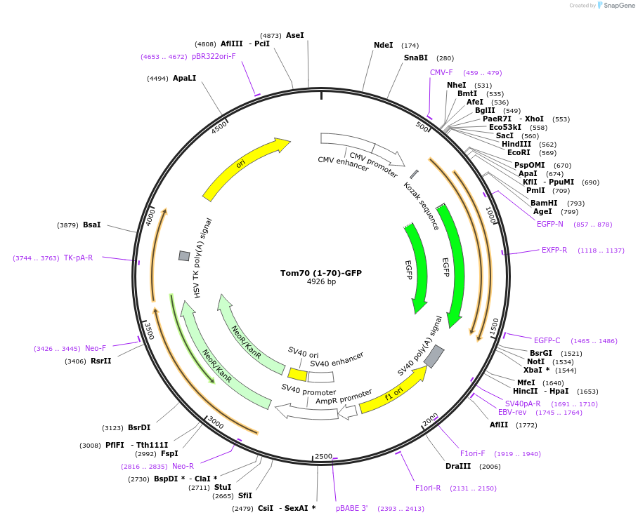 127633-plasmid-map-sequence-id-271908