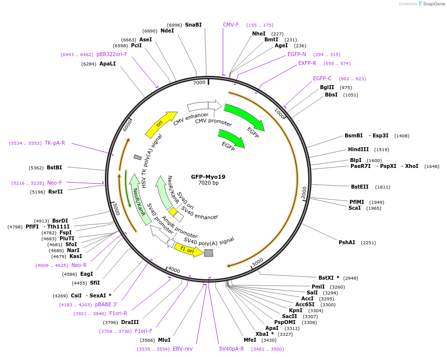 127612-plasmid-map-sequence-id-271918