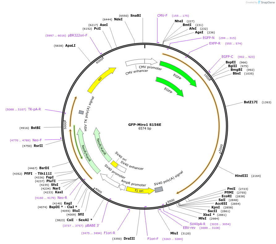 127589-plasmid-map-sequence-id-271919