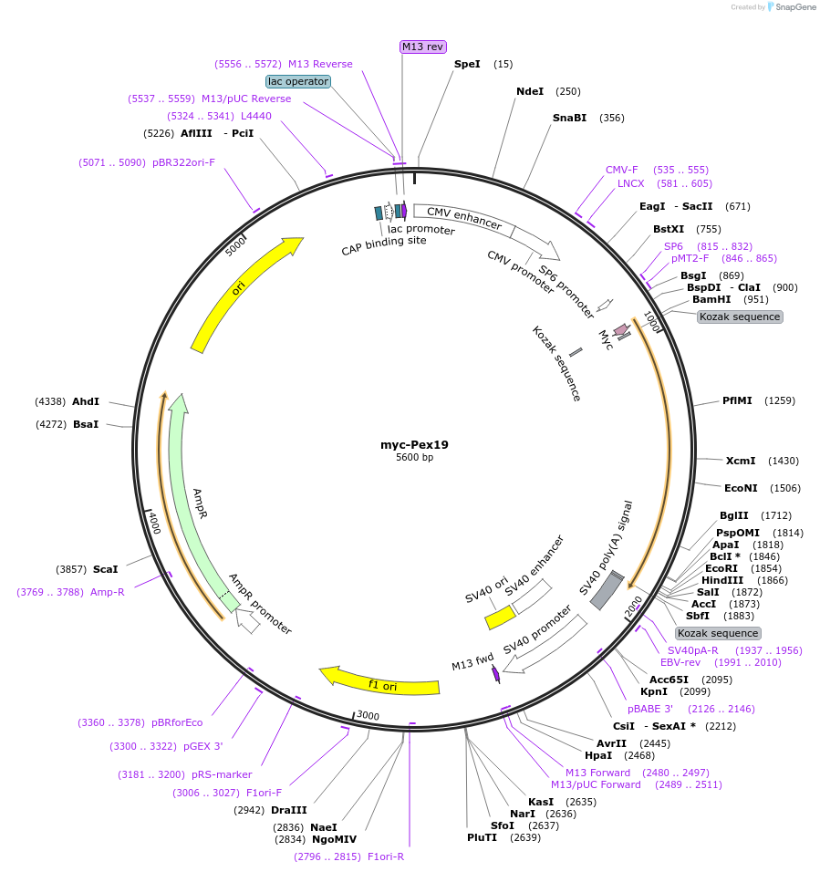 127625-plasmid-map-sequence-id-271921