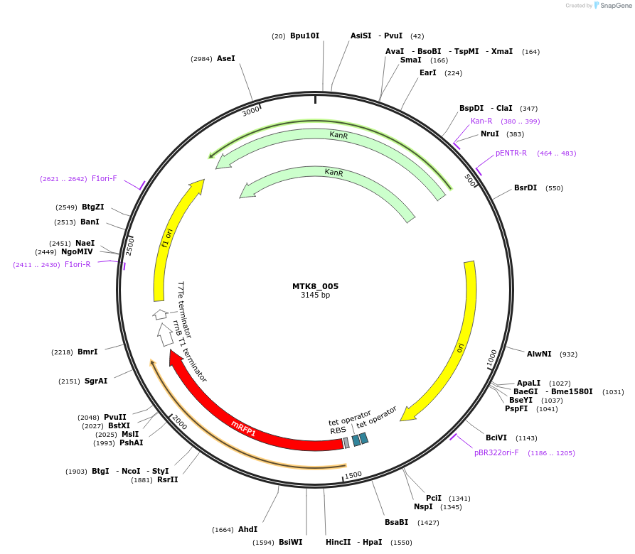 123885-plasmid-map-sequence-id-271923