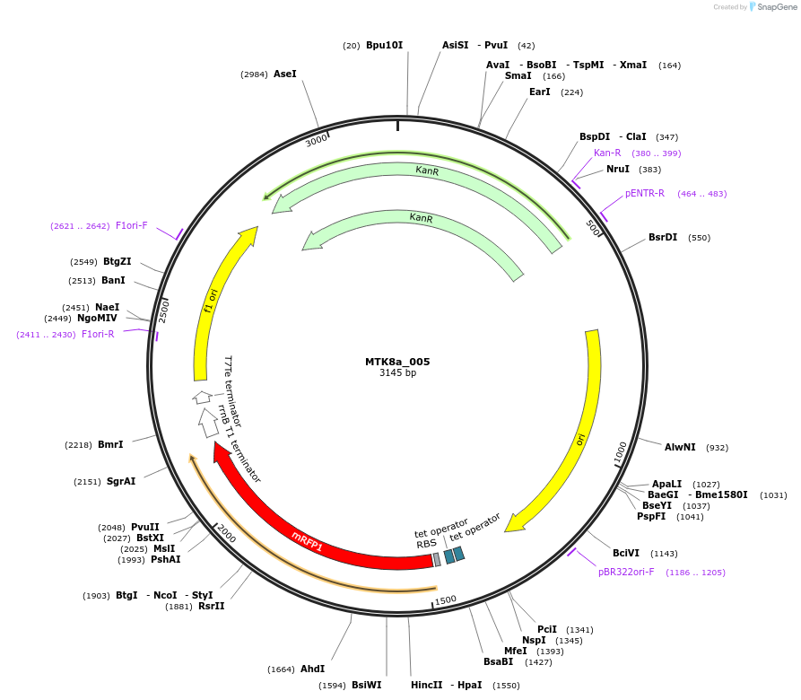 123889-plasmid-map-sequence-id-271924