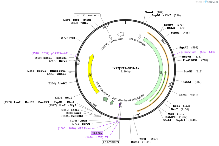 138094-plasmid-map-sequence-id-271926