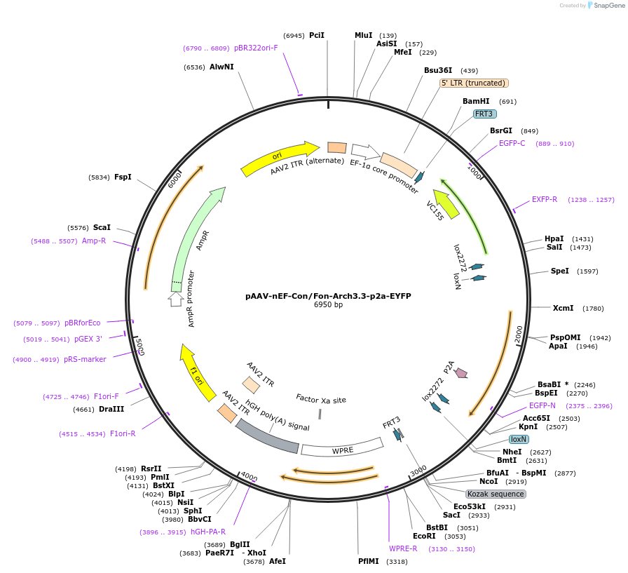 137148-plasmid-map-sequence-id-271953