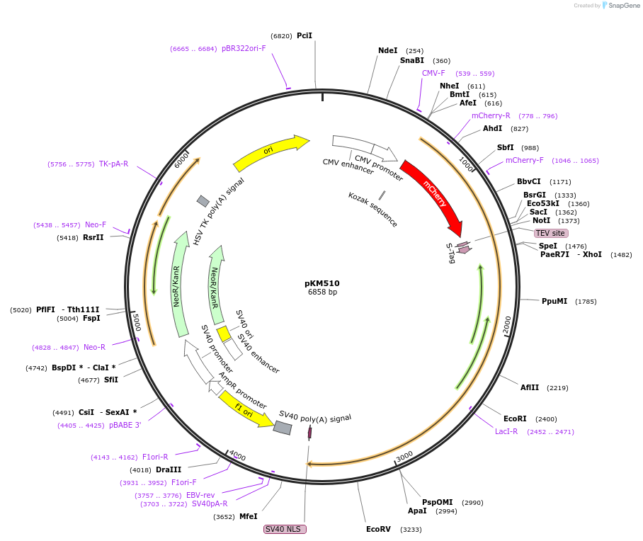 134227-plasmid-map-sequence-id-271958