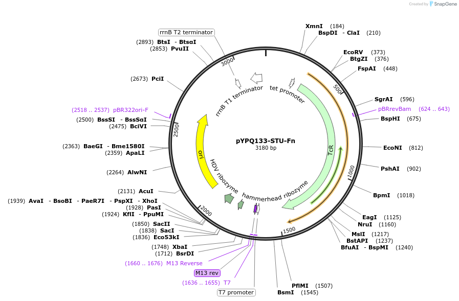 138101-plasmid-map-sequence-id-271959