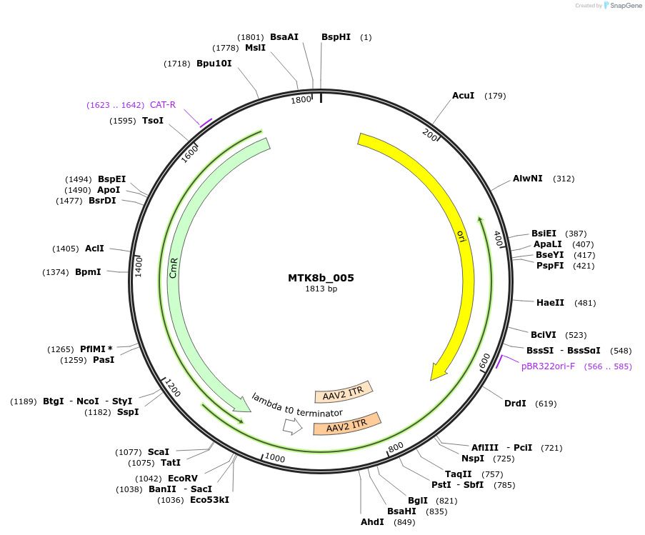 123893-plasmid-map-sequence-id-271961